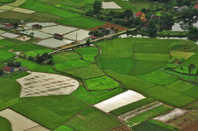 Bac Son rice fields